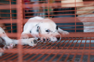 Image of puppy waiting adoption in store
